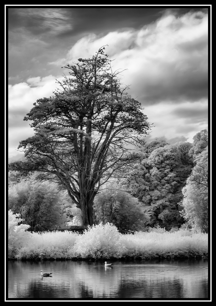 Scotland 2010   0122   Y   IR 7202 s